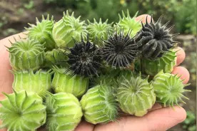 农民朋友非常喜欢的一种植物“苘麻”，价值与用途值得收藏