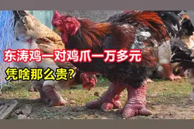 一对鸡爪1万4都拒绝卖，越南东涛鸡凭啥这么贵？我国能引进吗？视频封面