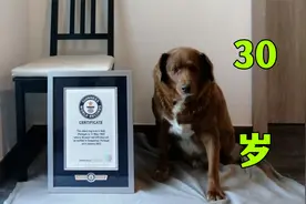 世界上最长寿的狗狗，相当于人类的167岁！视频封面