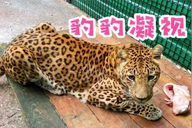 1岁的花豹吃肉有多快？这速度连摄影师都没想到视频封面