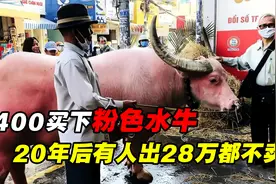 大爷花3400元买下一头粉色水牛，20年后富商28万求购，大爷：不卖视频封面