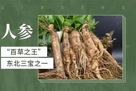 人参——“百草之王”、东北三宝之一视频封面
