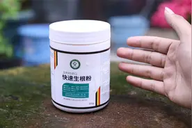 养花不生根怎么办？园艺师教你，用快速生根粉，大白根噌噌往外冒视频封面