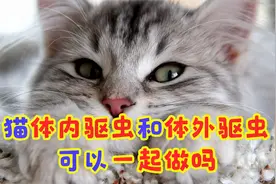 猫体内驱虫和体外驱虫可以一起做吗视频封面