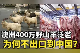 澳大利亚400万野山羊泛滥成灾，为何不出口到中国？视频封面