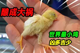 好心做坏事酿成大祸，世界之最芦丁鸡凶多吉少，这次性命保不住了视频封面