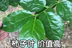 柿子叶有3种美味吃法，好多人不知道？我从小就是这样吃的视频封面
