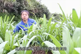 农村这种菜喂鸭子能快速长大，姑娘种一大片，今天摘回家喂鸭子了视频封面
