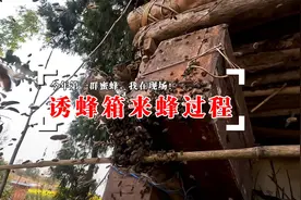 诱蜂箱来蜂全过程，今年第一群蜜蜂，我在现场视频封面