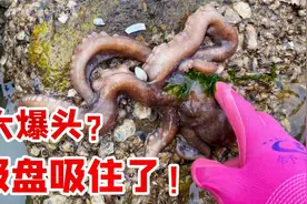赶海发现石头不对劲，竟有大八爪鱼，抓回家放冰箱里养着！视频封面