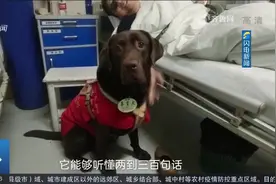 暖心！导盲犬被特许进病房探望生病主人，一出场瞬间萌化了全场视频封面