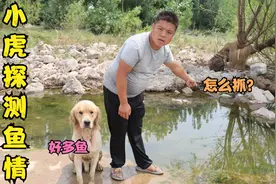 小虎水库探测鱼情，在一个水坑发现好多鱼，这么多鱼该怎么抓呢？视频封面