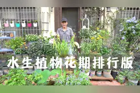 水生植物花期排行版，让你明白哪款花儿更值得养视频封面