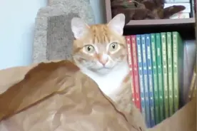 猫咪走出房门，啥事都没发生突然就开始炸毛，给同伴都看懵了视频封面