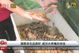 海鸥岛名品麻虾 咸淡水养殖风味佳视频封面