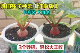 旧杯子不要再扔了，简单改造一下放阳台上，全家人都夸我聪明视频封面