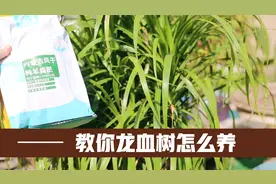 龙血树快养死了不要紧，园艺师教你，如何正确拯救它视频封面
