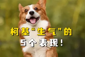 柯基生气的5个表现视频封面