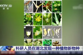 我国科研人员在湖北发现一种植物新物种视频封面