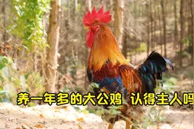 鸡认得主人吗？养了400多天的鸡喜欢跟着山林叔，走哪就跟哪视频封面