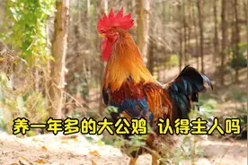 鸡认得主人吗？养了400多天的鸡喜欢跟着山林叔，走哪就跟哪视频封面