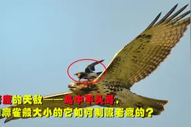 老鹰居然有天敌，号称鸟中平头哥，如麻雀大小的它如何制服老鹰？视频封面
