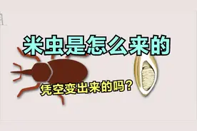米虫是怎么来的，凭空变出来的吗？