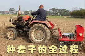 记录农民种小麦的几个过程：施肥，犁地，耙地，耕种视频封面