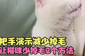 猫咪掉毛很烦人，2个方法手把手教您，怎么做减少猫咪掉毛视频封面