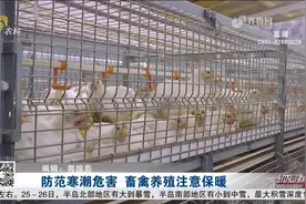 寒潮天气来势汹汹，畜禽养殖如何保暖御寒？农业专家为养殖户支招视频封面