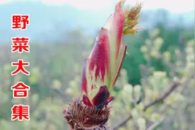 春去夏来，这些专属于春天的特色野菜，今年你吃了几个？视频封面