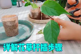 怎样让花草一盆变多盆？扦插啊，手把手教你扦插花草！视频封面