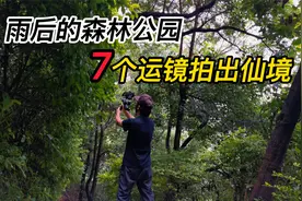 雨后的森林公园，7个运镜拍出仙境般画面！手机摄影