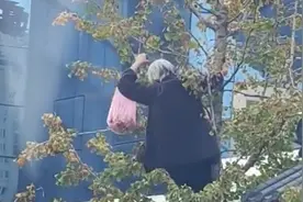 白发老太太不顾安危爬树摘野果，动作麻利引众网友吐槽：自愧不如视频封面