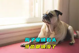 这只狗子爱啃石头，牙齿都啃没有了，可还要天天啃视频封面