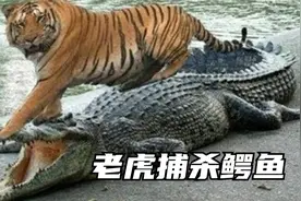 母老虎发威到底有多恐怖？10几条成年巨鳄，被它撕成碎肉！纪录片视频封面