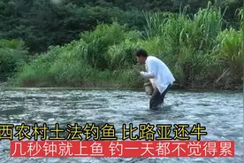 广西农村土法钓鱼，比路亚好玩，几秒钟就上鱼，钓一天都不觉得累视频封面