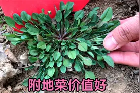 植物附地菜别名“鸡肠草”，捣碎厉害了，解决不少人困扰！视频封面