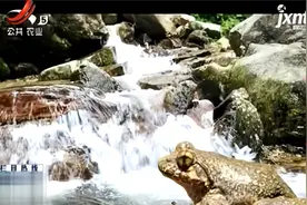 石蛙是难得的宝贝，味道鲜美有奇效药效，野生的石蛙千万不能买！视频封面
