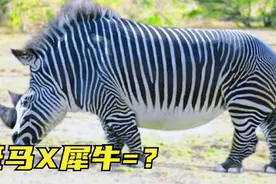 7种神奇的杂交动物，斑马和犀牛能杂交吗？后代长啥样？视频封面