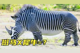7种神奇的杂交动物，斑马和犀牛能杂交吗？后代长啥样？视频封面