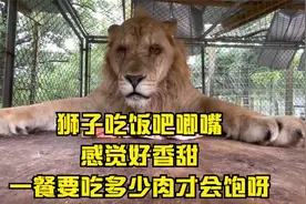 狮子吃饭吧唧嘴，感觉好香甜！一餐要吃多少肉才会饱呀视频封面