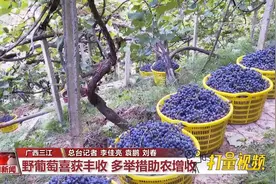 硕果累累！三江多举措助农增收，充饥水果变身致富“金钥匙”视频封面