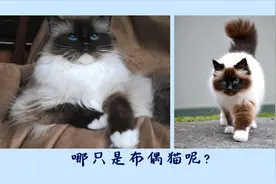 生活大百科之教你分辨布偶猫和伯曼猫，1个小细节，快速分辨