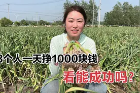 挑战三个人一天挣1000块钱，结果让人很心疼，看看究竟干了啥？视频封面