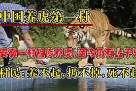 中国养虎第一村，祖传养虎现有上千只，村民：养不起死不起扔不掉视频封面