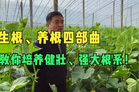 根系不好，啥都种不好！生根养根四部曲、教你培养健壮、强大根系视频封面