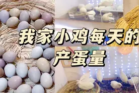 我家小鸡每天的产蛋量 收蛋的快乐视频封面