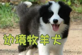 宠物百科之——边牧视频封面