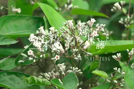 【鸡屎藤】味如其名，爱喝酒吃肉者需要它视频封面